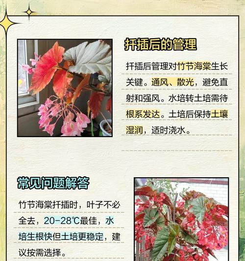 怎样解决竹节海棠水过多的问题