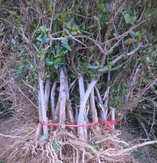 金银花叶片发黄，如何解决？（寻找金银花叶片发黄的原因和治疗方法）