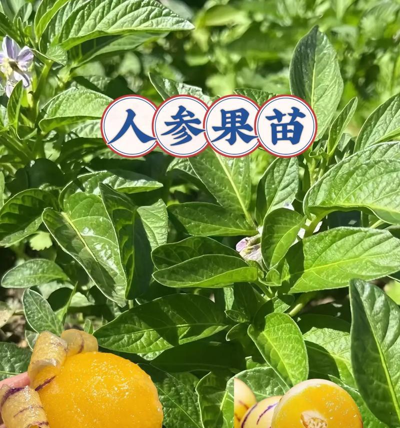 人参果种植技术（掌握人参果种植技术，享受丰收的喜悦）