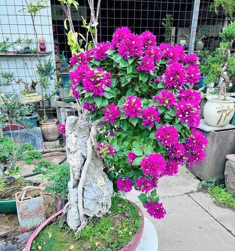 三角梅怎样才能多开花?(掌握关键技巧,让三角梅盛开如花)