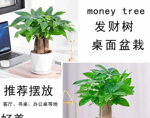 以发财树老根盆景怎么养？（掌握关键技巧打造健康繁茂的发财树老根盆景）