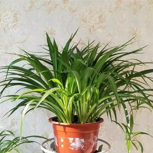 室内花卉养护指南（打造舒适家居环境的必备花卉种植方案）