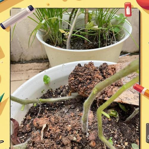 圣女果的种植月份（选择合适的季节，打造美味圣女果）