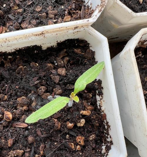 番茄种子发芽全过程（掌握番茄种子发芽技巧，让种植更轻松）