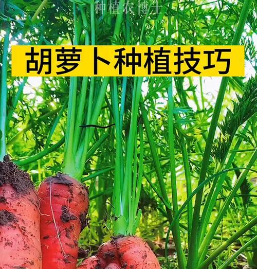 如何种植手指胡萝卜（时间、方法及关键要素）
