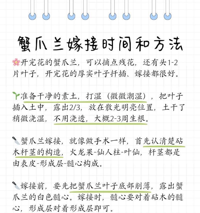 小蟹爪兰花的养殖方法（打造迷人花坛的小蟹爪兰花养殖技巧）