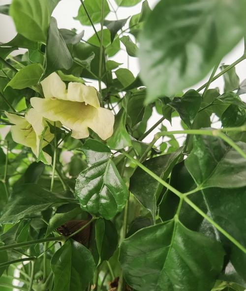 培养幸福树开花的秘诀（以幸福树开花的养护技巧分享）