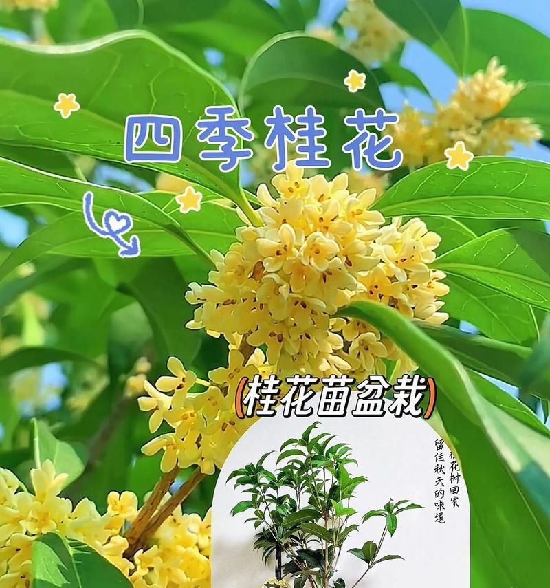 怎样种植桂花？（桂花栽种时间、栽种方法、关键要点。）