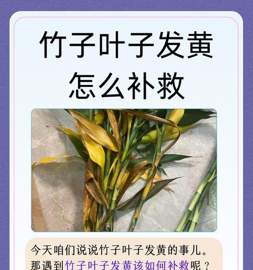 竹子养护的技巧，叶子常绿如新（竹子养护秘诀，让叶子保持鲜绿）