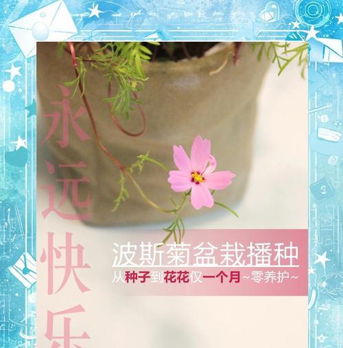 波斯菊的切花技巧与护理方法（掌握波斯菊切花的技巧，让鲜花更持久绽放）