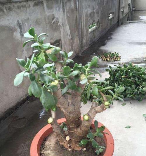 厚脸皮植物（竖立不屈，求生的艺术）