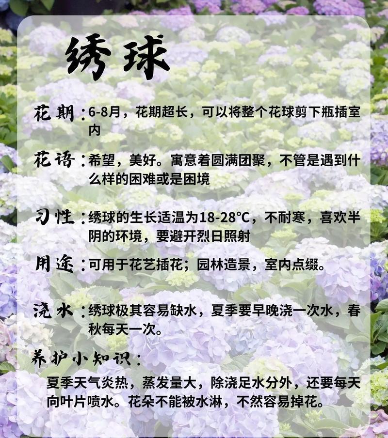 绣球花的浇水技巧（养护绣球花的小窍门）