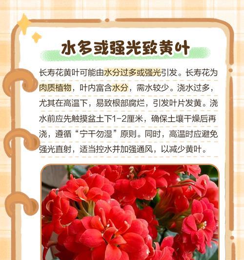 长寿花叶子蔫蔫的处理方法（快速恢复长寿花叶子的健康状态）