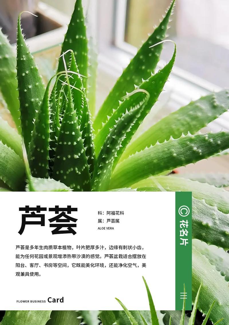 破解芦荟的真相——它到底是热带植物还是温带植物？