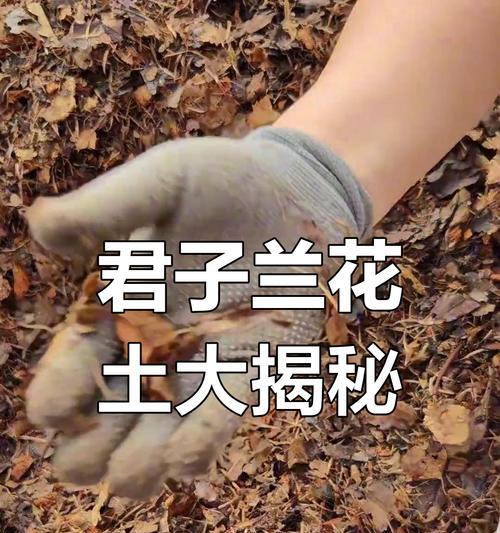 以君子兰专用土怎么用？（打造良好生长环境的关键步骤）