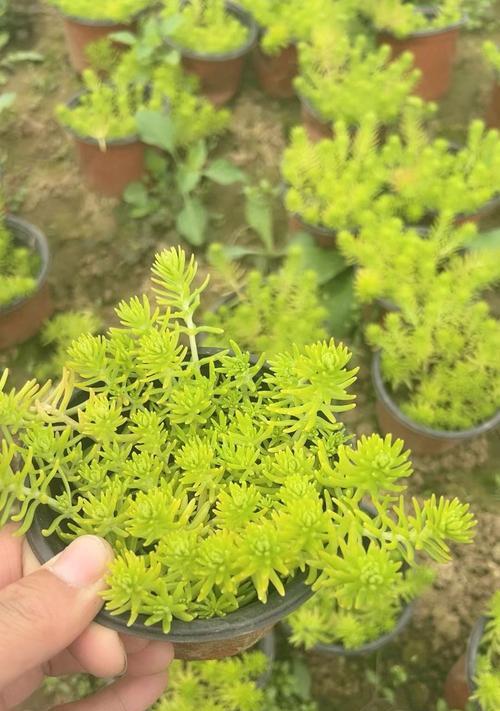 冬天养黄金万年草的秘诀（寒冷季节中保护黄金万年草的小技巧）