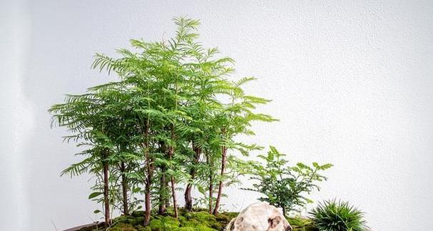 文竹换盆与养护指南（打造美丽的文竹盆栽，让家居更加生机盎然）