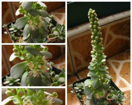 以子持年华侧芽剪，打造独特花枝（剪枝技巧与方法，为花木增添魅力）