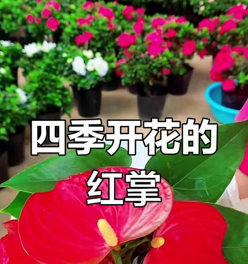 红掌四季常开，盛放生机