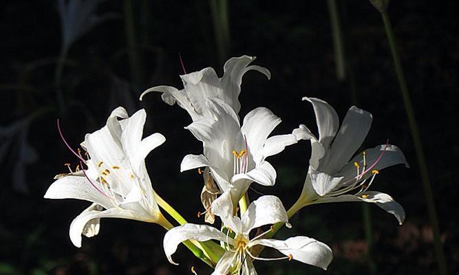 救赎之花——红莲花的花语（探究红莲花作为救赎主题的含义及传承）