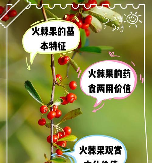 火棘果的神奇功效（探寻火棘果的医学价值与健康作用）