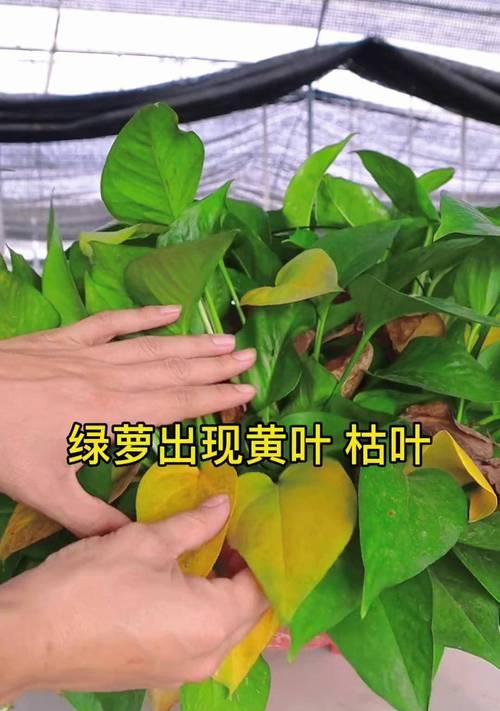如何在家制作绿萝肥料（简单制作绿萝肥料，让你的绿萝更加茂盛健康）