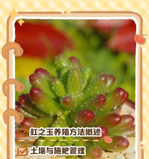 以老根的虹之玉——一场奇妙的种植之旅（探寻种植虹之玉的秘密，见证奇迹的发生）