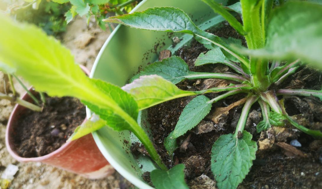 风铃草的发芽过程及关键因素（探究风铃草发芽的关键因素和过程）