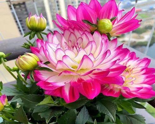 盆栽大丽花养护指南（室内盆栽大丽花的关键要点）