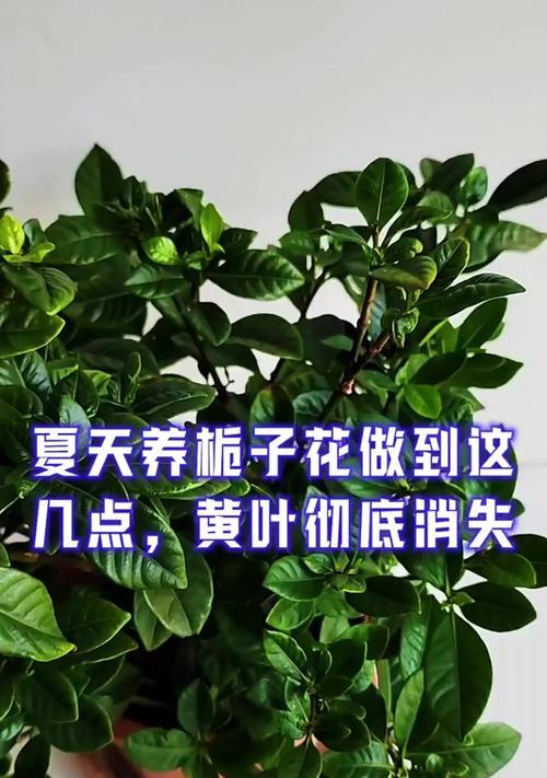栀了花的养殖技巧（栀了花的水肥管理、温度要求和病虫害防治）