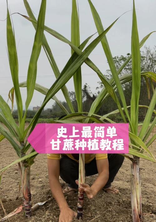 甘蔗种植技术与栽培要点（掌握甘蔗种植技巧，高效栽培甜蜜收获）