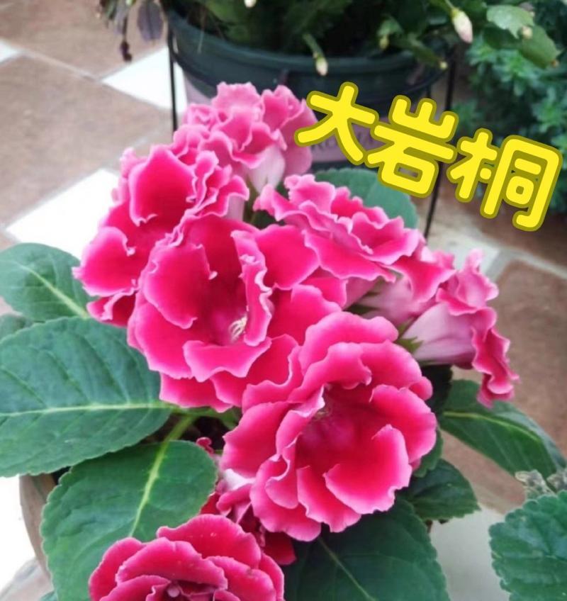 如何养护大岩桐,让其长得壮?(一种关键性的养护方法,有效提升大岩桐的生长速度与健壮程度。)