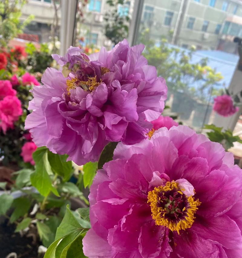 盆栽牡丹花修剪指南（打造盆栽牡丹的理想形状与花期延长技巧）
