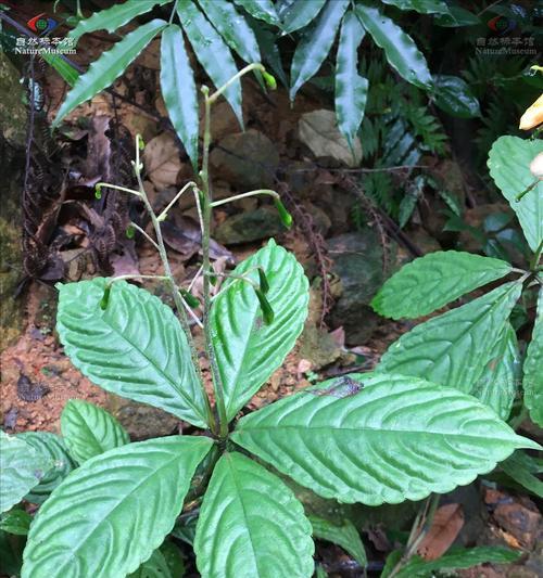 凤仙花叶子发黑的原因及解决方法（揭秘凤仙花叶子发黑背后的问题与解决方案）