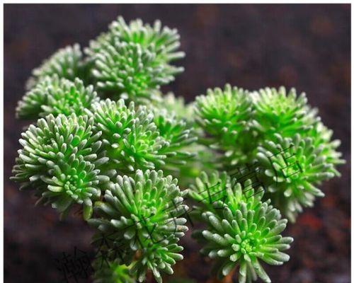 多肉小松植物养护指南（打造多肉小松的独特魅力）