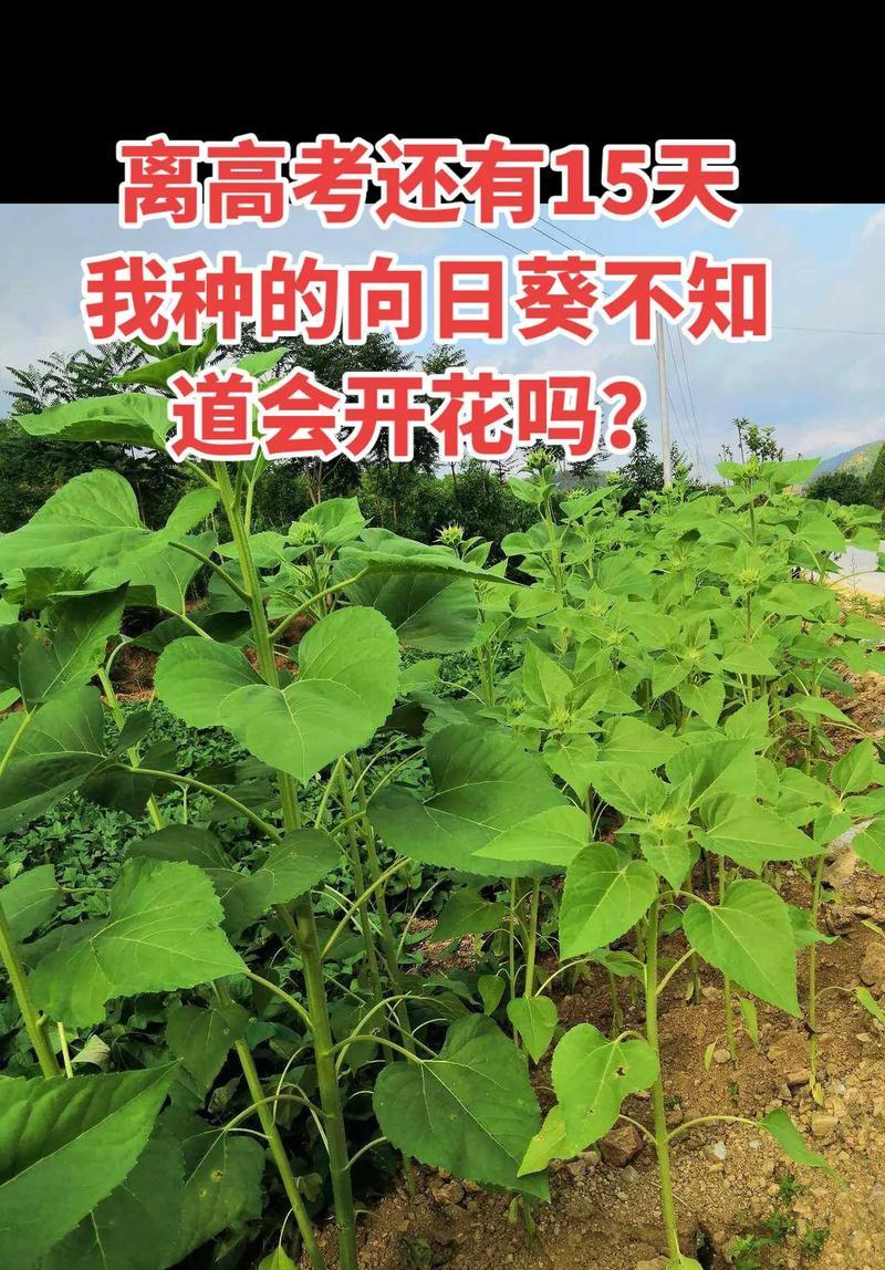 如何唤醒闭合的向日葵的花朵？（探索向日葵醒花的秘密与技巧）