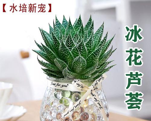 芦荟水培的简易方法（剪下来的芦荟如何水培？水培芦荟的关键步骤）