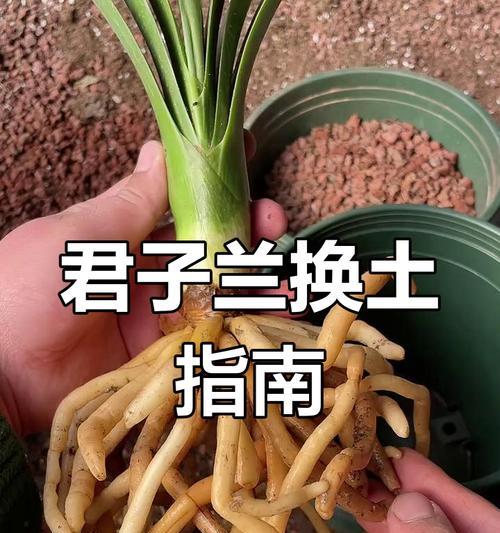以君子兰换盆后掉根了怎么办？（君子兰换盆后掉根的原因和应对方法）