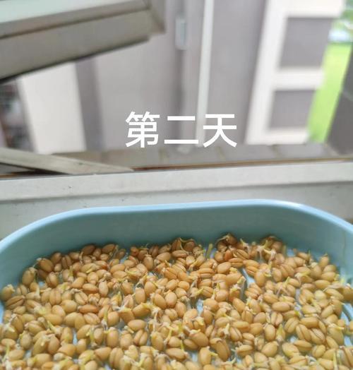 猫草水培还是土培?(探究猫草的最佳生长方式)