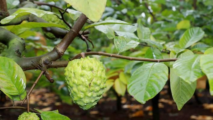 释迦果产量高，种植技术需掌握（探究释迦果的亩产量及关键因素）