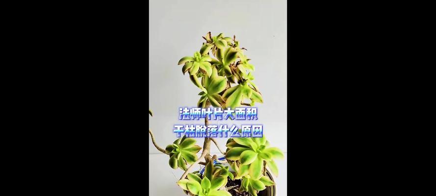 如何处理法师叶子冻伤问题（预防、急救和康复关键在于有效保护）