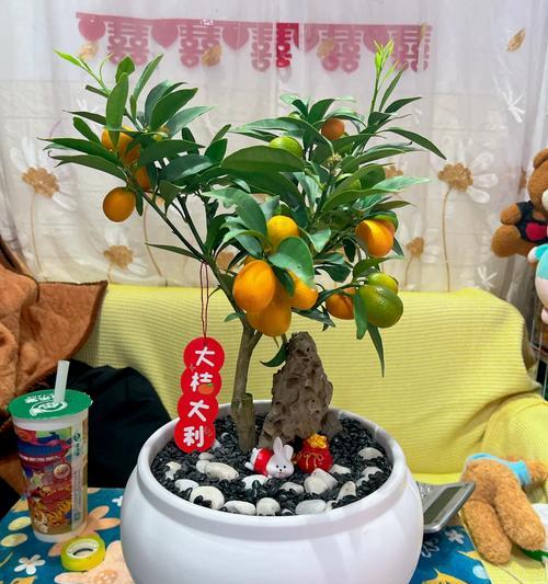 如何救活干枯的金桔盆栽(从营养补充到适当修剪,让您的金桔恢复生机)