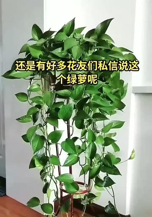 绿萝的枝条之美——生命的延续与繁衍（探索绿萝枝条的特点及其在室内装饰中的应用）