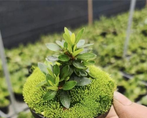 盆栽紫微北方的越冬技巧（如何正确保护和照料盆栽紫微北方，让它顺利度过寒冷的冬季）