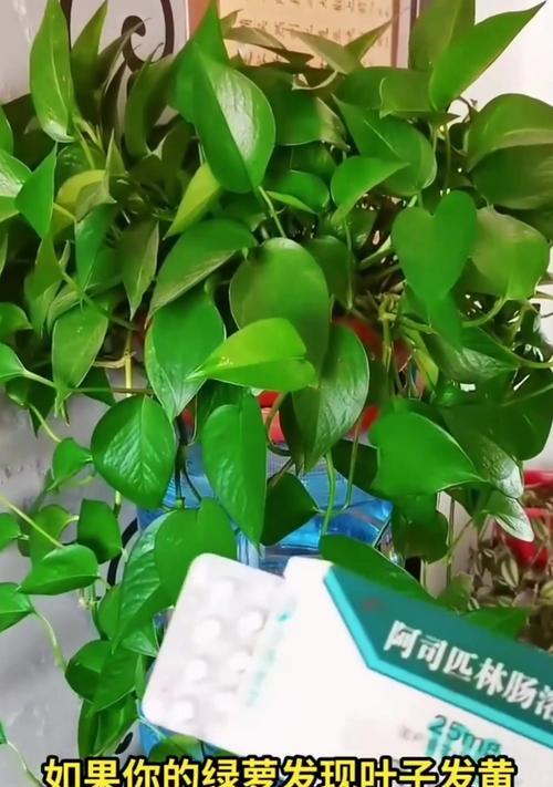 绿萝剪枝后的养护秘籍（从剪枝到生长，打造健康绿萝的关键技巧）