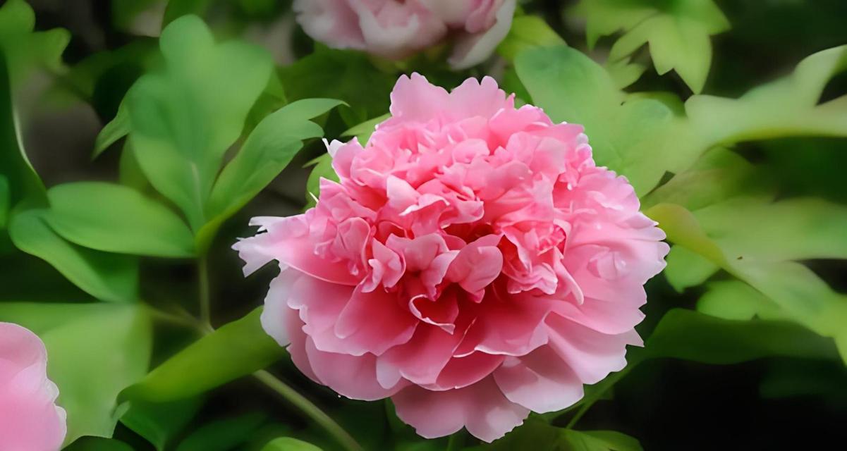 牡丹花不仅春天盛开,冬天也可迎春(冬天的牡丹花,百花中独秀)