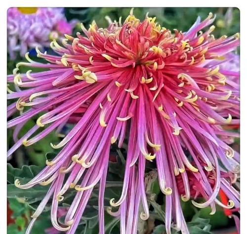 探秘菊花之形状（菊花外形与花语的奥秘）