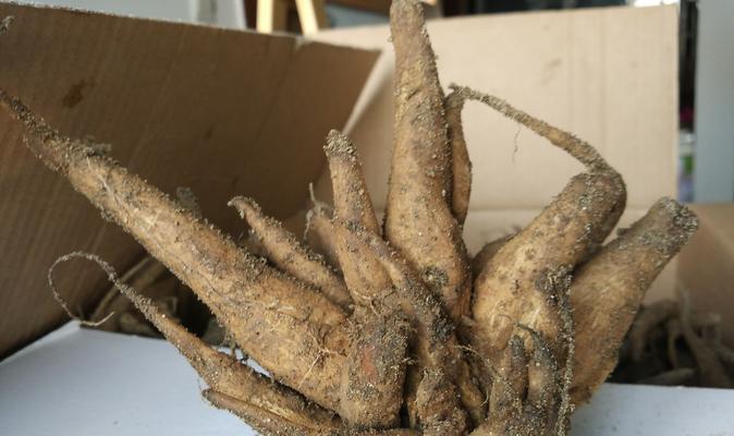 走进代表父亲的植物世界（探秘父爱无私的寓意与象征）