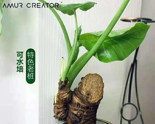 千手观音花卉种植指南（全面了解千手观音花卉的栽培技巧与养护要点）