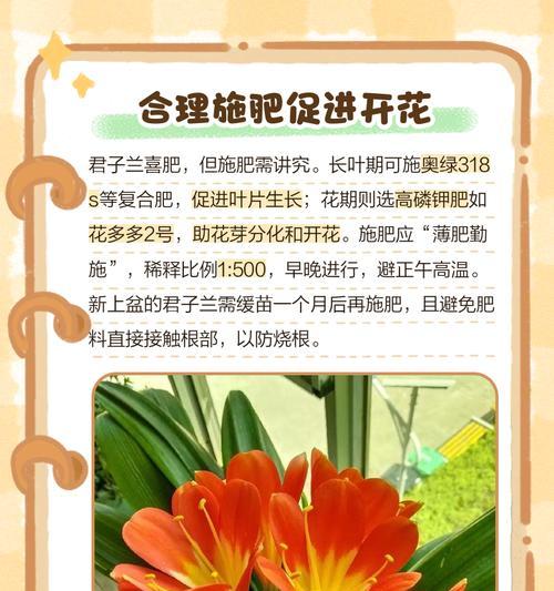 君子兰生长缓慢的原因及解决办法（缓慢生长的君子兰如何促进生长？）